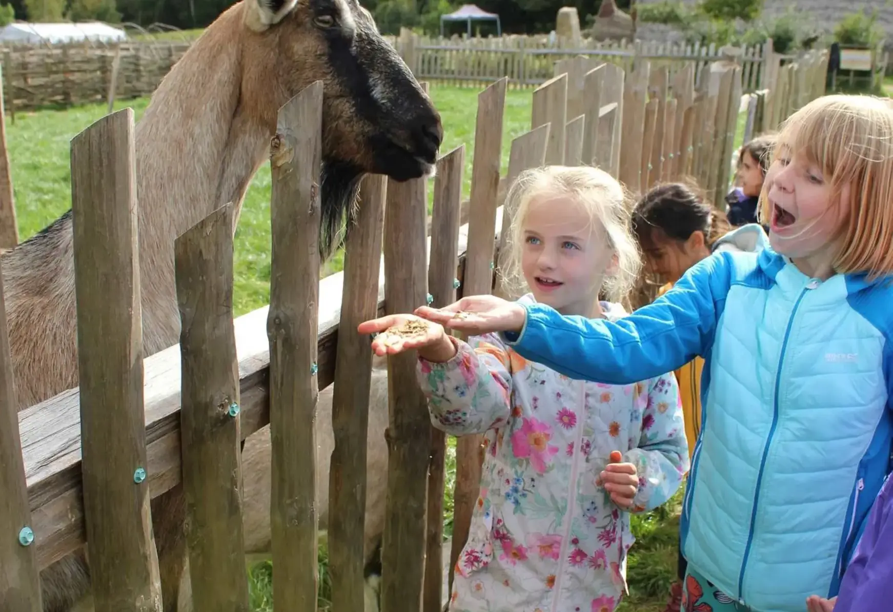 Students feeding a goat